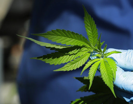 A worker holds a marijuana plant leaf